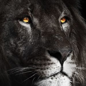 Meet your Posher, El lion